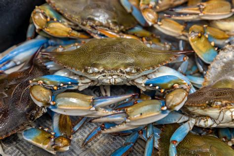 Live blue crab near me - 90 Maxcy Plaza Cir. Haines City, FL 33844. (863) 353-8125. Order online directly from the restaurant Crabs Factory, browse the Crabs Factory menu, or view Crabs Factory hours.